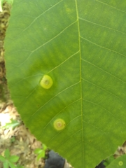 Phylloxera deplanata