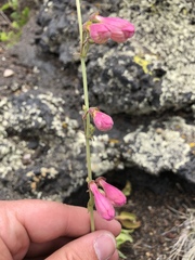 Penstemon clutei