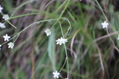 Alepidea