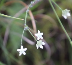 Alepidea