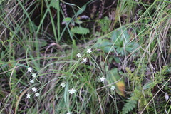 Alepidea