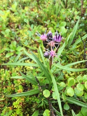 Saussurea angustifolia