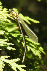 Chromagrion conditum