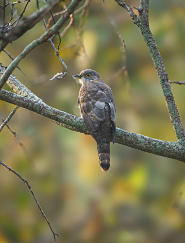 Common Hawk-Cuckoo (Hierococcyx varius), photo 8