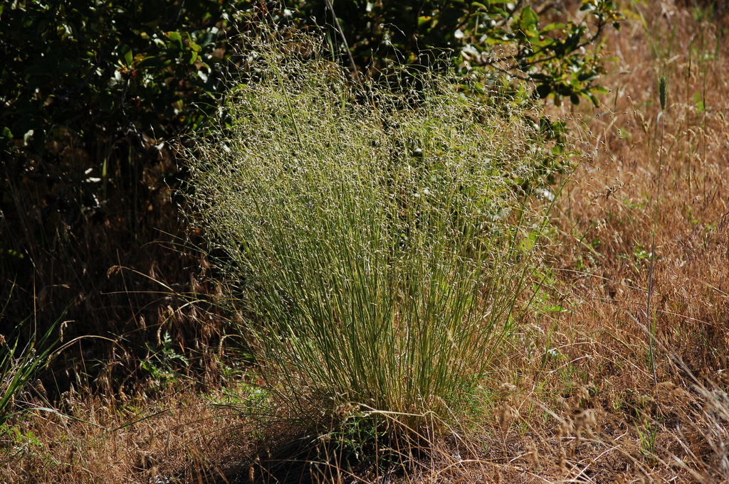 Sand Ricegrass (Plants of Rosewood Nature Study Area) · iNaturalist