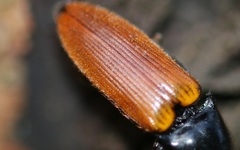 Ampedus nigroflavus