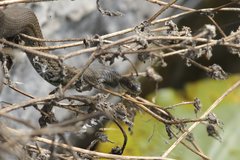 Thamnophis melanogaster