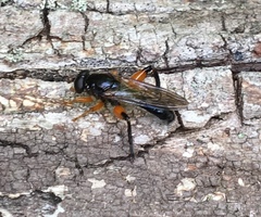 Chalcosyrphus