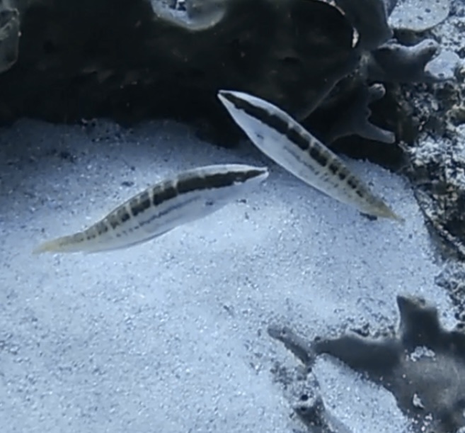 Pale-barred Coris