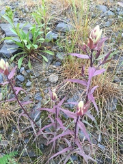Castilleja pallida caudata