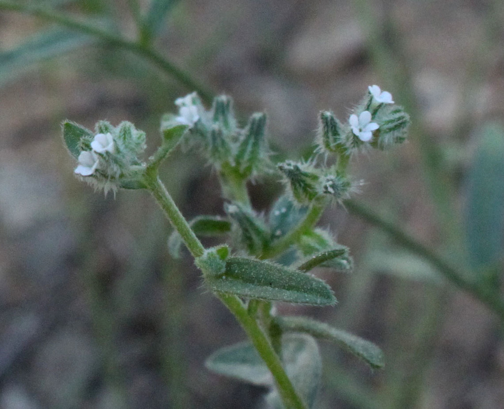 side-grooved cryptantha from San Bernardino County, CA, USA on June 13 ...
