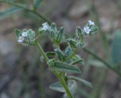 Cryptantha affinis