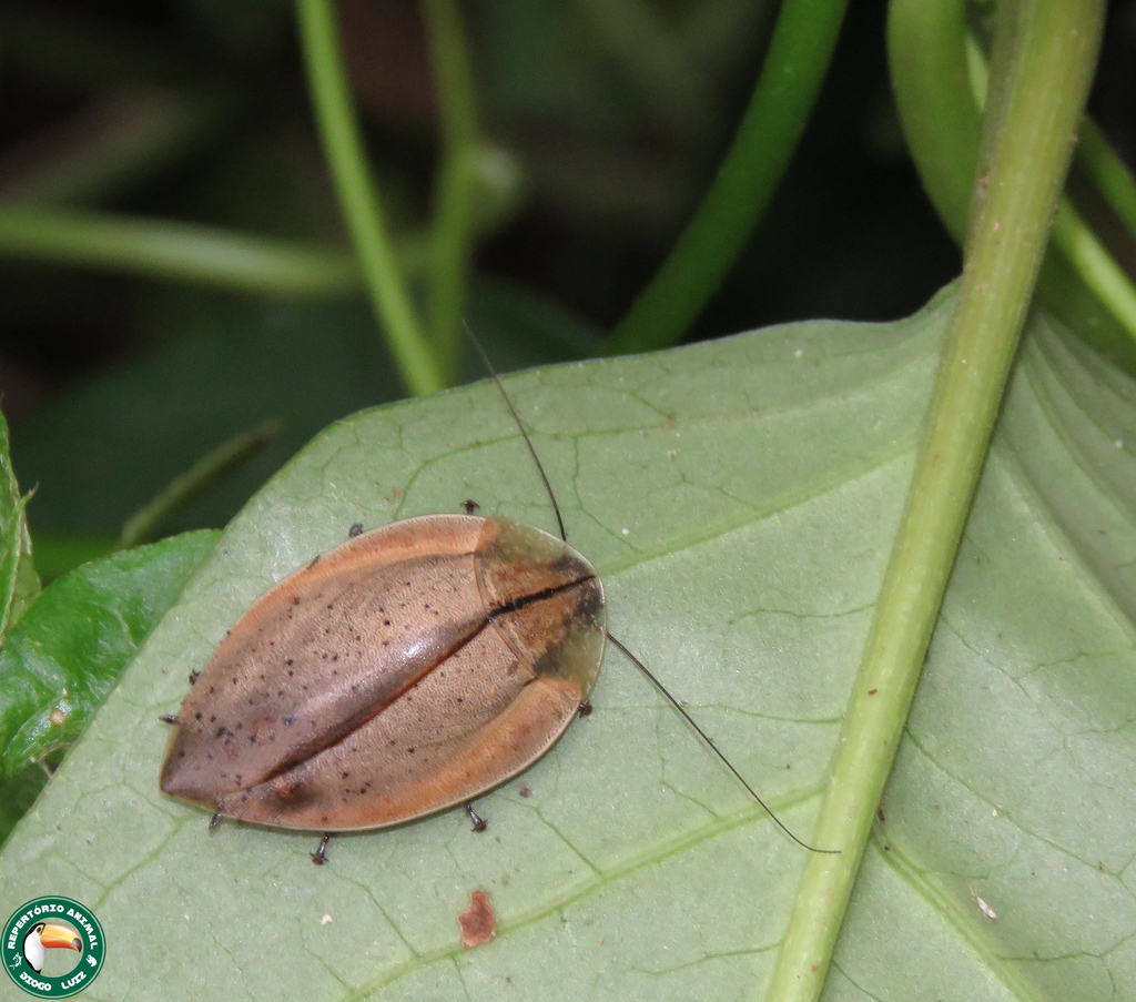 Phoraspis luteola