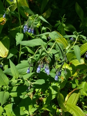 Mertensia paniculata borealis