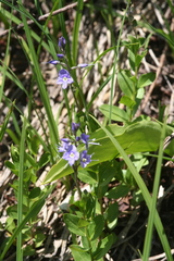 Veronica cusickii