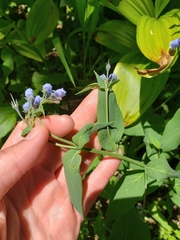 Mertensia paniculata borealis