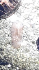 Leptoplanoidea