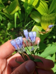 Mertensia paniculata borealis