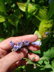 Mertensia paniculata borealis