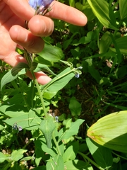 Mertensia paniculata borealis