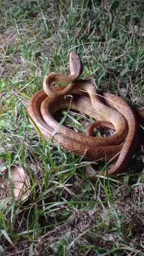 Brown Tree Snake sighting