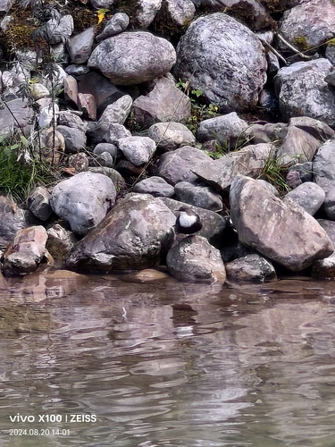 White-throated Dipper