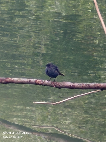 Plumbeous Water Redstart
