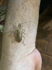 Centrodera