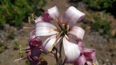 Lilium washingtonianum