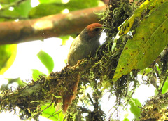 Cranioleuca erythrops