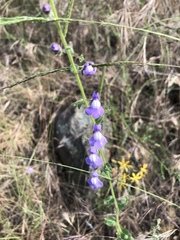 Sairocarpus nuttallianus