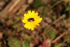 Hieracium scouleri