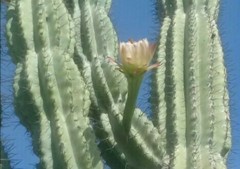 Cereeae