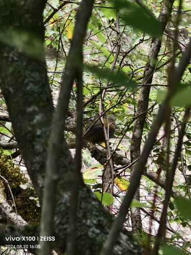 Elliot's Laughingthrush