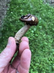 Armillaria calvescens