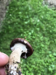 Armillaria calvescens