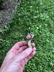 Armillaria calvescens