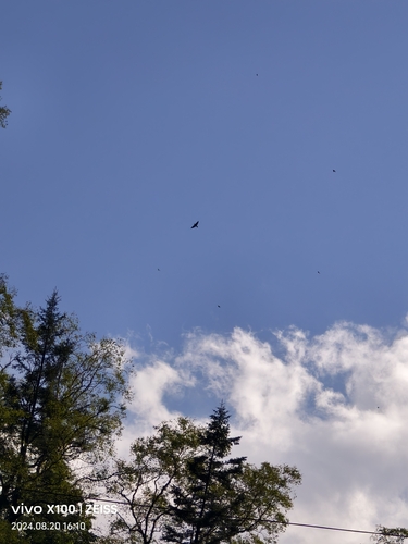 House Swift