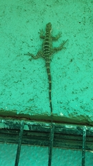 Ctenosaura pectinata