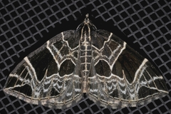 Gandaritis atricolorata