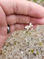 Arabidopsis