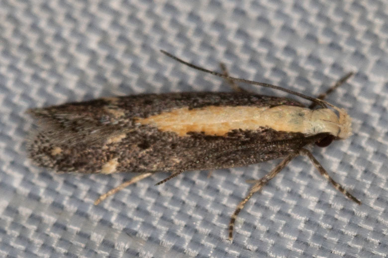 Aroga paraplutella