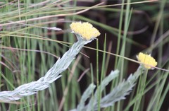 Helichrysum glomeratum