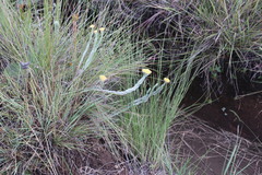 Helichrysum glomeratum