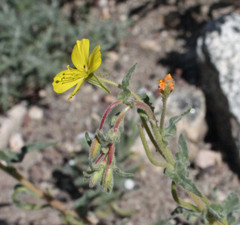 Camissoniopsis confusa