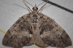 Hydriomena divisaria