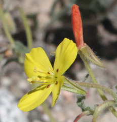 Camissoniopsis confusa