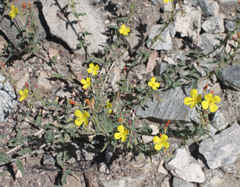 Camissoniopsis confusa