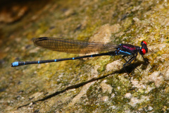 Argia cuprea