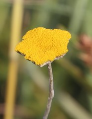 Helichrysum umbraculigerum